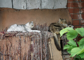 Homeless cats on the street.