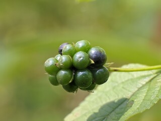 The seeds of the Lantana Camara plant are green