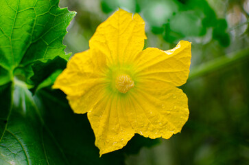 Ash gourd flower vine and leaves
