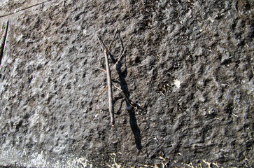 Walking Stick insect camouflaged on a stone wall