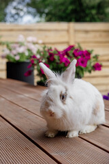 A cute white rabbit sits outdoors against a background of flowers and grass. Pet concept. Easter festival
