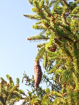 pine cones on a branch