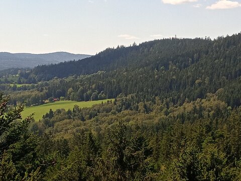 forest in the mountains