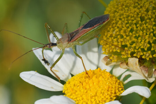 Closeup on the invasive Asian Leafhopper Assassin bug, Zelus renardii in the Gard, France