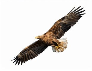 Obraz premium fliegender Adler, isoliert auf weißen Hintergrund, Freisteller, Transparent 