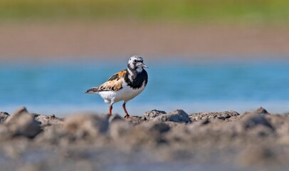 The Ruddy Turnstone (Arenaria interpres) was seen on the shores of Kabakli pond in Diyarbakır.