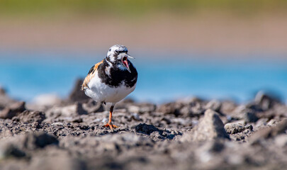 The Ruddy Turnstone (Arenaria interpres) was seen on the shores of Kabakli pond in Diyarbakır.