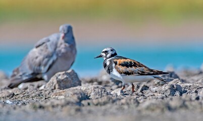 The Ruddy Turnstone (Arenaria interpres) was seen on the shores of Kabakli pond in Diyarbakır.