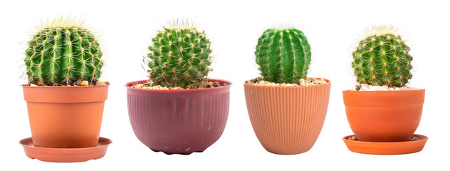 A collection of vibrant cacti in various pots, showcasing their unique textures and shapes. Perfect for home or garden decor.