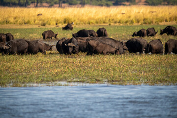 The African buffalo, Syncerus caffer, is a large sub-Saharan African bovine in the Chobe River is the northern boundary of the Chobe National Park, Botswana in Africa