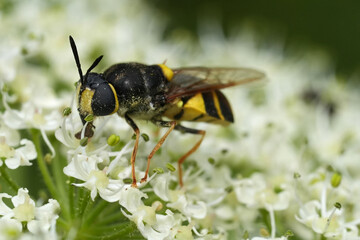 Frontal closeup on the yellow striped European Banded General soldierfly, Stratiomys potamida on a white Heracleum sphondylium flower