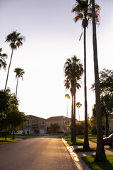 Fototapeta premium Florida Palm trees blowing in the wind in Florida, USA 