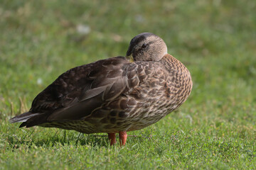 Fototapeta premium Mallard
