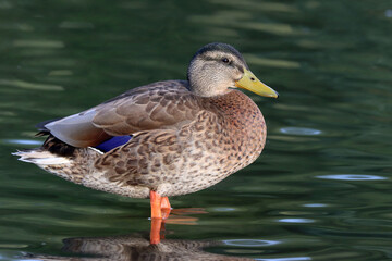 Mallard