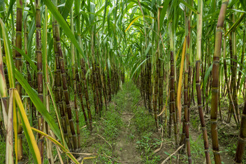 Fototapeta premium Sugarcane fields, sugarcane is the world's largest crop by production quantity.