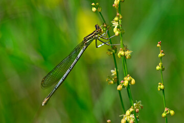 Blaue Federlibelle // White-legged damselfly (Platycnemis pennipes) - Ropotamo National Park, Bulgaria