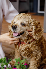 A girl strokes a brown poodle, which is resting on the terrace of a house in the summer. New friendship, safety, care, pet care.