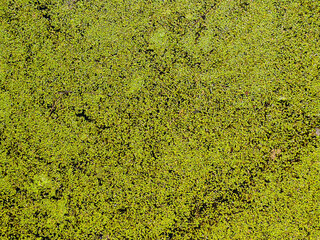 green moss background texture beautiful in nature