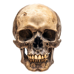 Obraz premium Skull, white background, traces of biological civilization