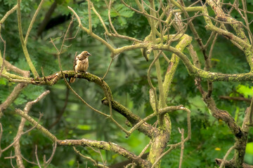 Large Gray Babbler on branch of the tree  in forest 