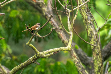 Spot breasted fantail on the branch in forest