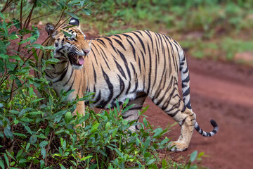 The Bengal tiger from Indian forests