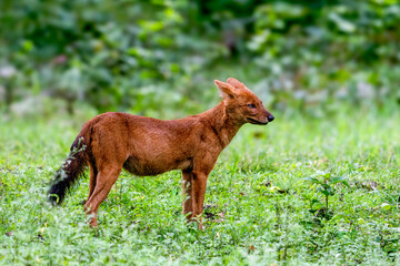 Dholes or Asiatic Wild Dogs from Indian forests. Scientific name is Cuon alpinus.