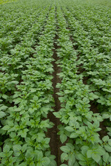 Organic green potato tops, tuberous herbaceous plant, Potato plants in rows on potato field in Winter season.