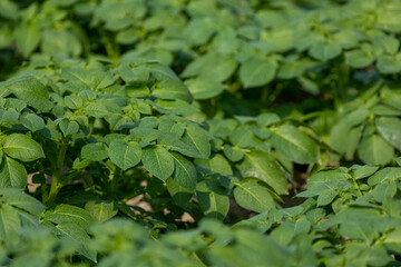 Organic green potato tops, tuberous herbaceous plant, Potato plants in rows on potato field in Winter season.