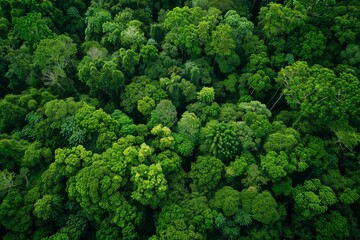 Fototapeta premium Aerial View of Lush Green Forest Canopy