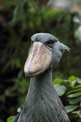 見上げるハシビロコウのポートレート