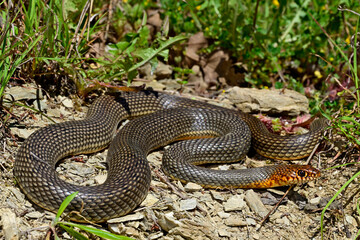 Caspian whipsnake // Kaspische Pfeilnatter (Dolichophis caspius) - Ropotamo National Park, Bulgaria