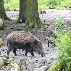 wild boar in the woods