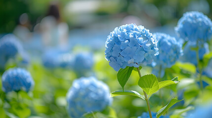 Blue hydrangea flower close-up. Beautiful soft color Hortensia art design.