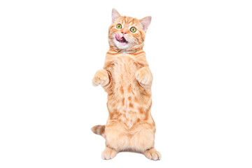 Fototapeta premium Funny red kitten Scottish Straight licking its lips standing on his hind legs isolated on a white background