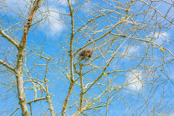 Beautiful sunny day in the Botanic Garden in East Auckland, New Zealand.