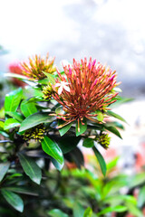 Landscpae Natural Trees Flower , beautiful realistic garden flowers.