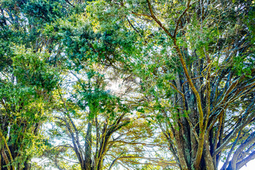 Fototapeta premium Beautiful sunny day in the Botanic Garden in East Auckland, New Zealand.