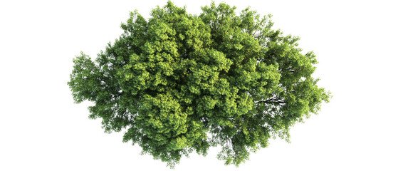Obraz premium Lush Green Tree Canopy View from Above Isolated on Black Background, Lush Green Tree Canopy View from Above Isolated on Black Backgr