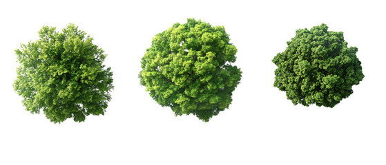 Aerial View of Three Lush Green Trees  Isolated on Black Background, Aerial View of Three Lush Green Trees  Isolated on Black Backgro