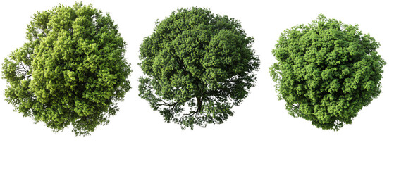 Obraz premium Three Lush Green Trees Viewed from Above, Isolated on Black Background, Isolated on Black Back
