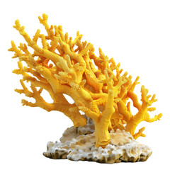 yellow coral reef on white background , corals Design