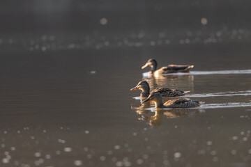 ducks on the lake