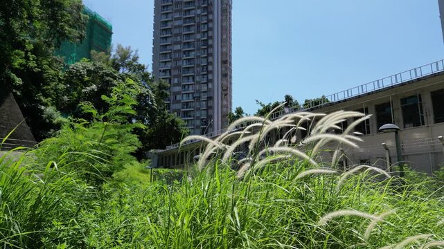 May 5 2022  Feathery silvergrass blowing in front of highrise building.