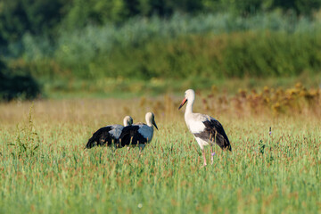 A magnificent stork gracefully spreads its elegant wings in a lush, green field setting