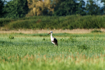 A magnificent stork gracefully spreads its elegant wings in a lush, green field setting