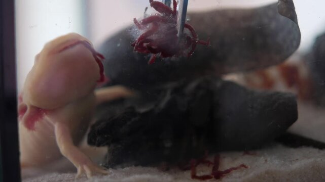 Axolotl (Ambystoma mexicanum) being fed in aquarium close-up