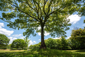 公園のシンボルの樹