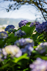 陰でひそやかに咲く紫陽花の花