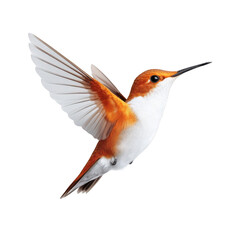 Fototapeta premium Hummingbird in Flight: A vibrant hummingbird with a white belly and orange-brown wings gracefully hovers mid-air, showcasing its intricate feathers and delicate beak.